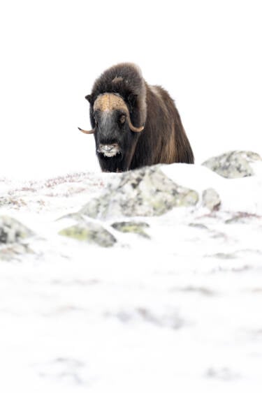 Wildlife photographs by Lara Jackson for Nikon magazine's two articles interviewing Lara. For magazine only.