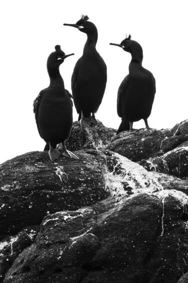 Image assets by Rachel Bigsby for Nikon magazine, using the NIKKOR Z 600mm f/6.3