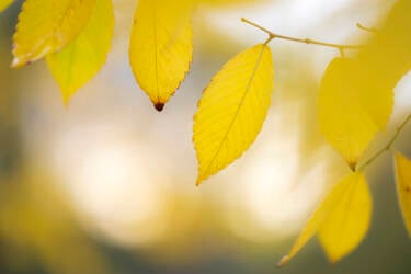 Ross Hoddinott | Nikon magazine