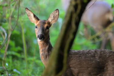 Nikon magazine - How to film wildlife at home with Hannah Stitfall