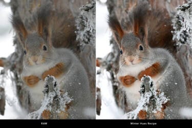 Nikon magazine - NIC recipe 