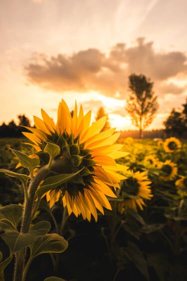 PLEASE NOTE: we have the rights to use thsese images as long at the PROMO SIS 2026 runs (May - July 2026) - after that we have to ask the creator again.